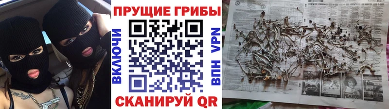 ОМГ ОМГ ТОР  Оренбург  Псилоцибиновые грибы Psilocybe 